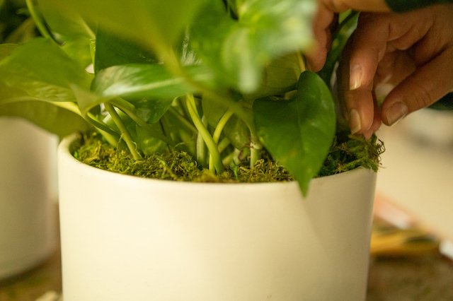 Moss For Plants: What It Is & How To Maintain It — Plant Care Tips and More  · La Résidence